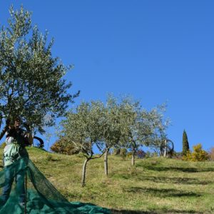 raccolta olive